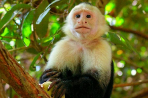 Majmun kapuchin Majmun kapuchin